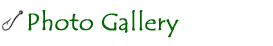 Photo Gallery